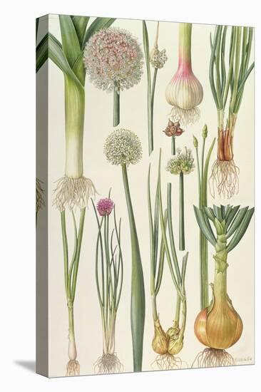 Onions and Other Vegetables-Elizabeth Rice-Stretched Canvas