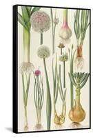 Onions and Other Vegetables-Elizabeth Rice-Framed Stretched Canvas