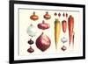 Onions Carrots and Turnips-Philippe-Victoire Leveque de Vilmorin-Framed Art Print