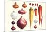 Onions Carrots and Turnips-Philippe-Victoire Leveque de Vilmorin-Mounted Art Print