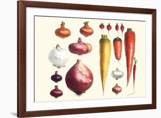 Onions Carrots and Turnips-Philippe-Victoire Leveque de Vilmorin-Framed Premium Giclee Print