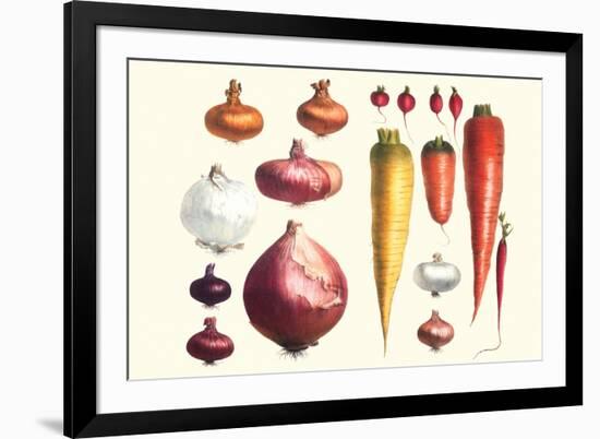 Onions Carrots and Turnips-Philippe-Victoire Leveque de Vilmorin-Framed Premium Giclee Print