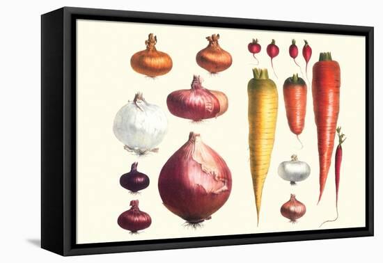 Onions Carrots and Turnips-Philippe-Victoire Leveque de Vilmorin-Framed Stretched Canvas