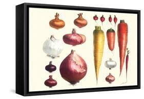 Onions Carrots and Turnips-Philippe-Victoire Leveque de Vilmorin-Framed Stretched Canvas