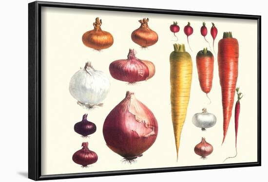 Onions Carrots and Turnips-Philippe-Victoire Leveque de Vilmorin-Framed Art Print