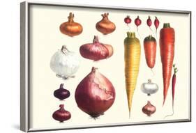 Onions Carrots and Turnips-Philippe-Victoire Leveque de Vilmorin-Framed Art Print