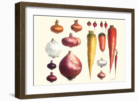 Onions Carrots and Turnips-Philippe-Victoire Leveque de Vilmorin-Framed Art Print