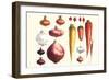 Onions Carrots and Turnips-Philippe-Victoire Leveque de Vilmorin-Framed Art Print