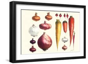 Onions Carrots and Turnips-Philippe-Victoire Leveque de Vilmorin-Framed Art Print