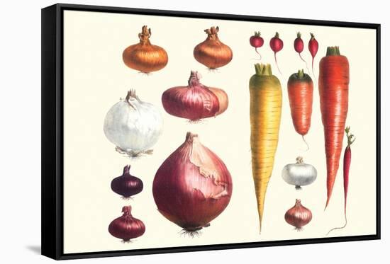 Onions Carrots and Turnips-Philippe-Victoire Leveque de Vilmorin-Framed Stretched Canvas
