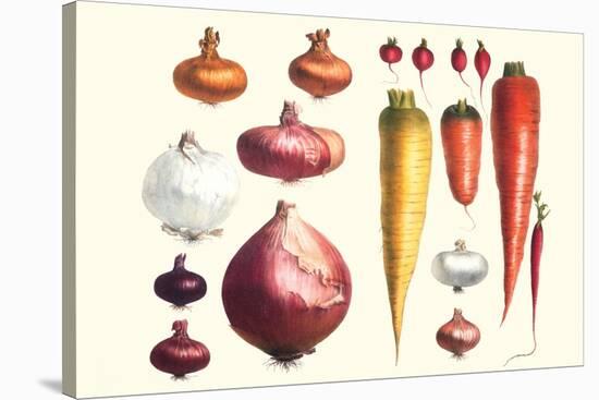 Onions Carrots and Turnips-Philippe-Victoire Leveque de Vilmorin-Stretched Canvas