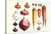 Onions Carrots and Turnips-Philippe-Victoire Leveque de Vilmorin-Stretched Canvas