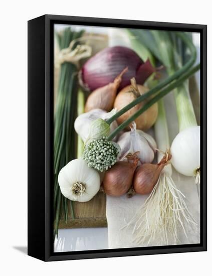 Onions, Chives and Garlic Chives-null-Framed Stretched Canvas
