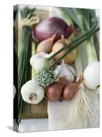 Onions, Chives and Garlic Chives-null-Stretched Canvas