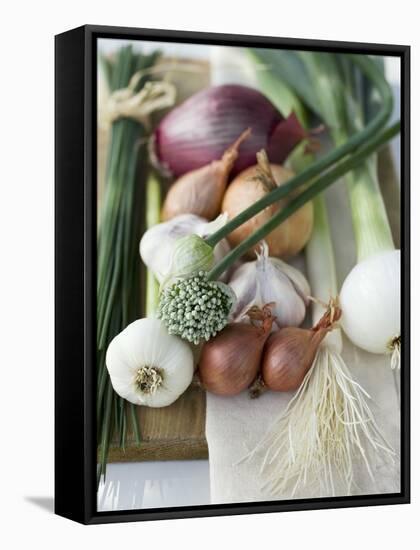 Onions, Chives and Garlic Chives-null-Framed Stretched Canvas