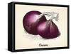 Onions Vintage Illustration, Red Onions Vector Image after Vintage Illustration from Brockhaus' Kon-Oliver Hoffmann-Framed Stretched Canvas