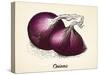 Onions Vintage Illustration, Red Onions Vector Image after Vintage Illustration from Brockhaus' Kon-Oliver Hoffmann-Stretched Canvas