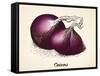 Onions Vintage Illustration, Red Onions Vector Image after Vintage Illustration from Brockhaus' Kon-Oliver Hoffmann-Framed Stretched Canvas