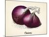Onions Vintage Illustration, Red Onions Vector Image after Vintage Illustration from Brockhaus' Kon-Oliver Hoffmann-Mounted Art Print