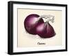 Onions Vintage Illustration, Red Onions Vector Image after Vintage Illustration from Brockhaus' Kon-Oliver Hoffmann-Framed Art Print