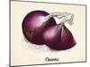 Onions Vintage Illustration, Red Onions Vector Image after Vintage Illustration from Brockhaus' Kon-Oliver Hoffmann-Mounted Art Print