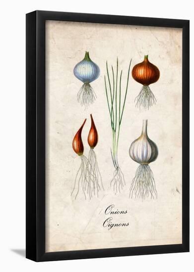 Onions-null-Framed Poster