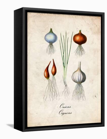 Onions-null-Framed Stretched Canvas