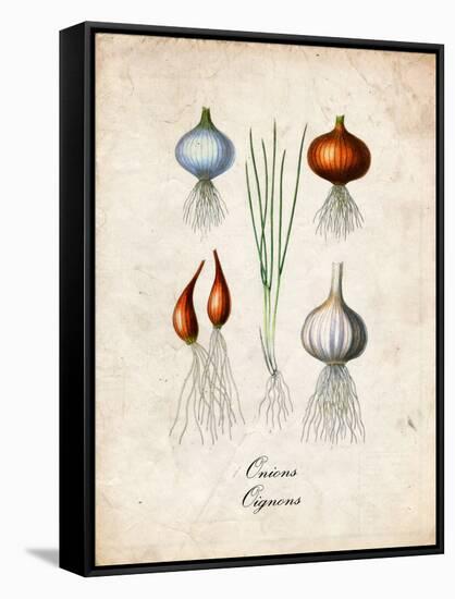 Onions-null-Framed Stretched Canvas