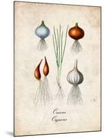 Onions-null-Mounted Art Print