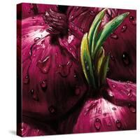 Onions-null-Stretched Canvas