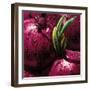 Onions-null-Framed Art Print