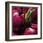 Onions-null-Framed Art Print