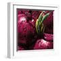 Onions-null-Framed Art Print