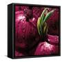 Onions-null-Framed Stretched Canvas