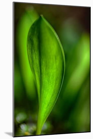 Only in Spring-Ursula Abresch-Mounted Photographic Print