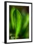 Only in Spring-Ursula Abresch-Framed Photographic Print