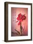 Only Love-Philippe Sainte-Laudy-Framed Photographic Print