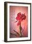 Only Love-Philippe Sainte-Laudy-Framed Photographic Print