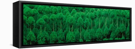 Onogo Kitayama Cedar Trees Kyoto Japan-null-Framed Stretched Canvas