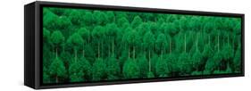 Onogo Kitayama Cedar Trees Kyoto Japan-null-Framed Stretched Canvas