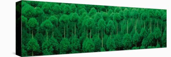 Onogo Kitayama Cedar Trees Kyoto Japan-null-Stretched Canvas