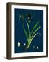 Ononis Reclinata; Small Spreading Rest-Harrow-null-Framed Giclee Print