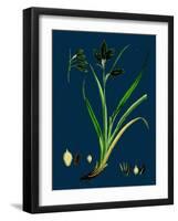 Ononis Reclinata; Small Spreading Rest-Harrow-null-Framed Giclee Print