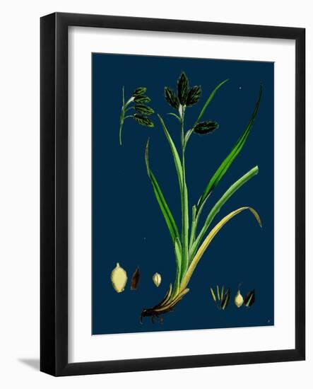 Ononis Reclinata; Small Spreading Rest-Harrow-null-Framed Giclee Print