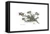 Onosma Echioides, Flora Graeca-Ferdinand Bauer-Framed Stretched Canvas