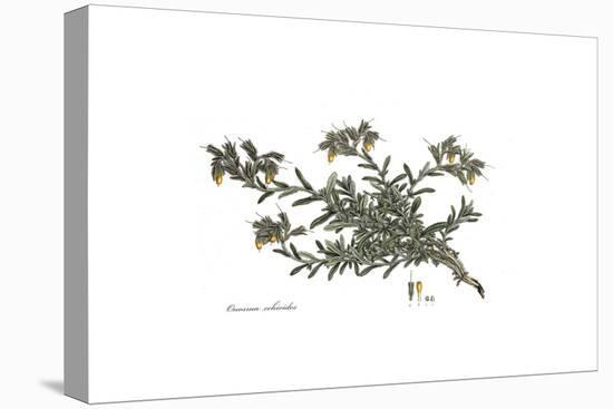 Onosma Echioides, Flora Graeca-Ferdinand Bauer-Stretched Canvas