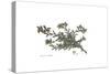 Onosma Echioides, Flora Graeca-Ferdinand Bauer-Stretched Canvas