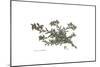 Onosma Echioides, Flora Graeca-Ferdinand Bauer-Mounted Giclee Print