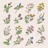 Botanical Herbs and Flowers. Hand Drawing Pictures Isolate on White Background. Botanical Flower Bl-ONYXprj-Art Print