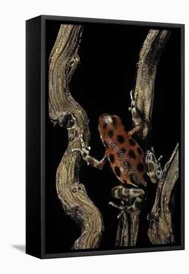 Oophaga Pumilio F. Bastimentos (Strawberry Poison-Dart Frog)-Paul Starosta-Framed Stretched Canvas